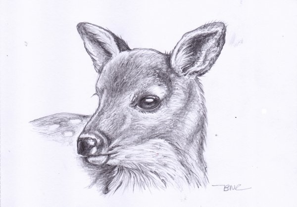 Пошаговое рисование косули