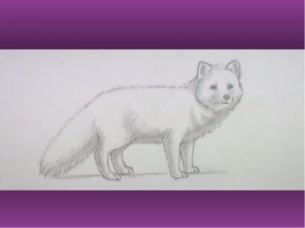 Песец рисунок