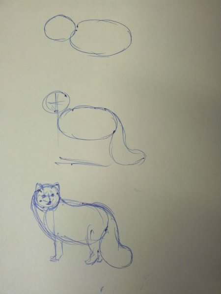 Как нарисовать песца