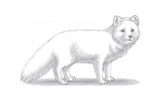 Песец карандашом