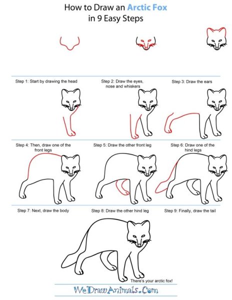 Песец схема рисования