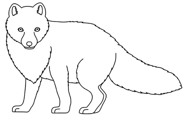 Как нарисовать песца