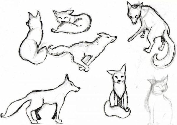 Песец для раскрашивания