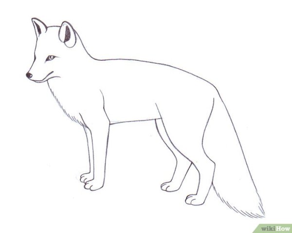 Песец карандашом