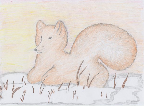 Песец раскраска для детей