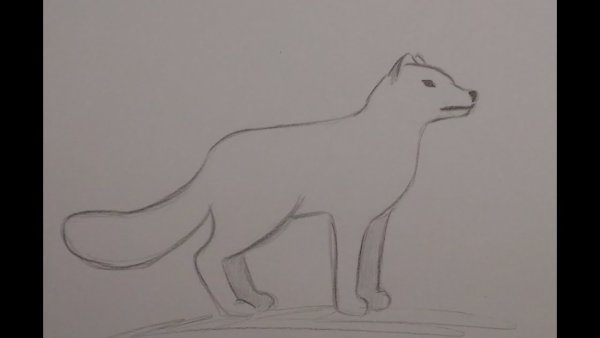 Как нарисовать песца легко и просто