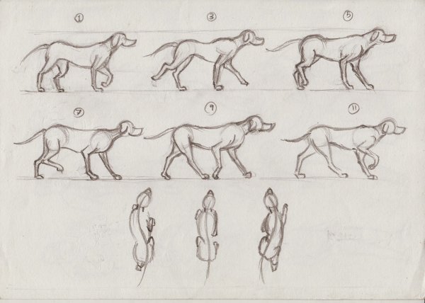Поэтапное рисование китайского дракона