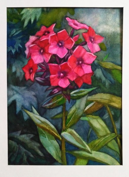 Флоксы строение