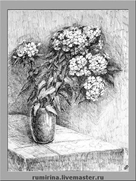 Флоксы Ботаническая иллюстрация