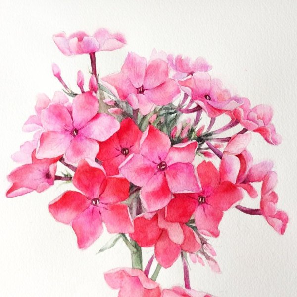 Флоксы раскраска