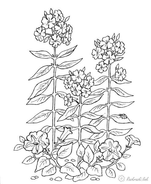 Флокс Botanical