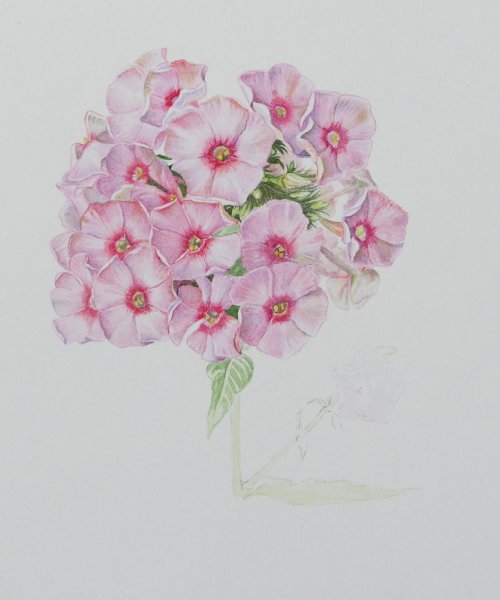 Флокс метельчатый строение