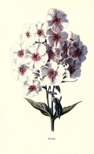 Гербарий флокса