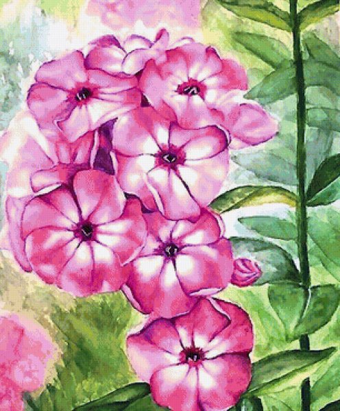 Флокс друммонда акварель