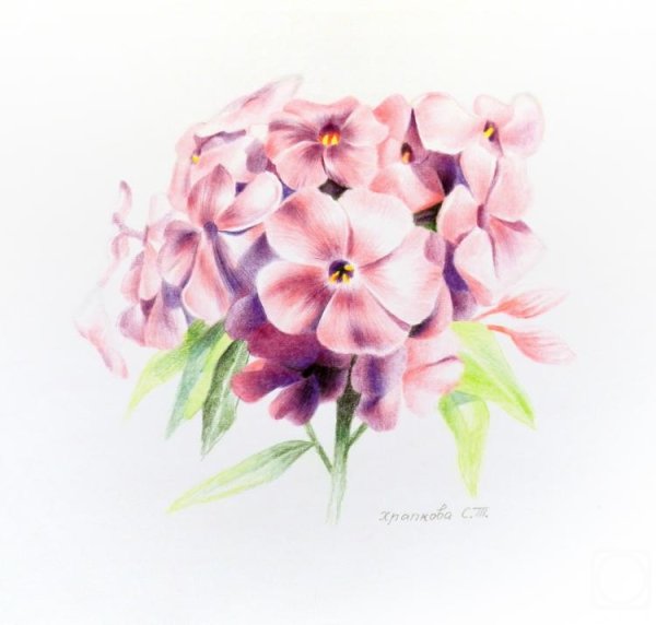 Флокс акварель (плазма)