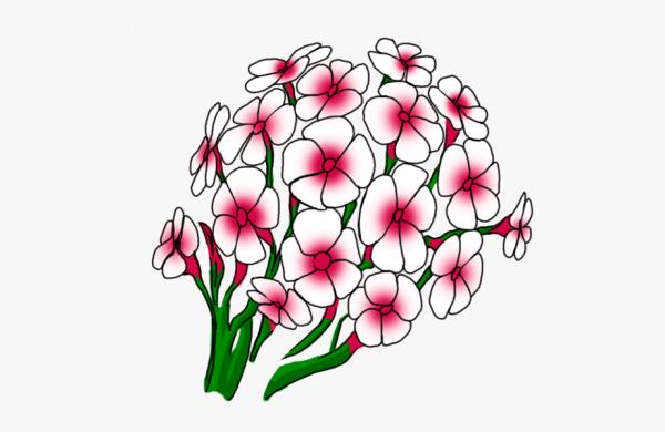 Флокс метельчатый Флокс батик