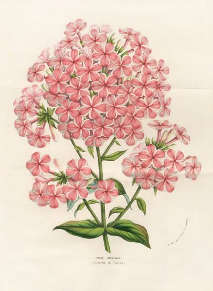 Флокс акварели Андрияки.