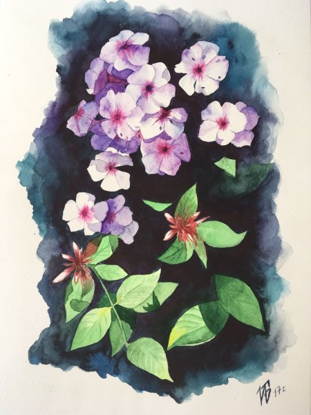 Флокс метельчатый Ботанический рисунок