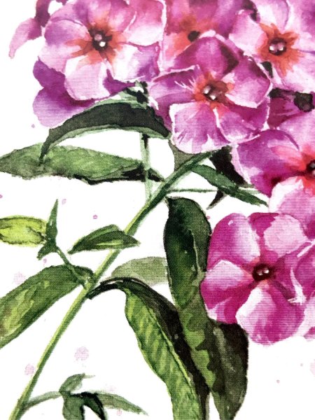 Флокс метельчатый гербарий