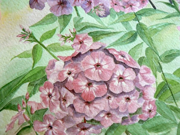 Флоксы шаблон