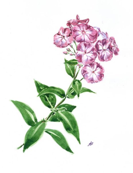 Флоксы карандашом
