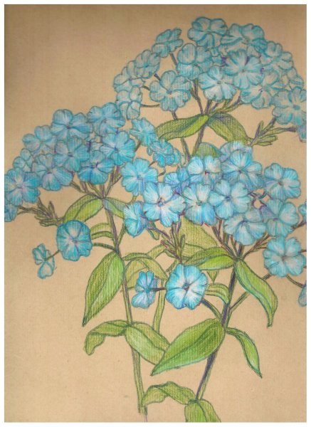 Флокс рисунок