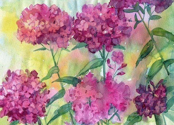 Флокс метельчатый гербарий