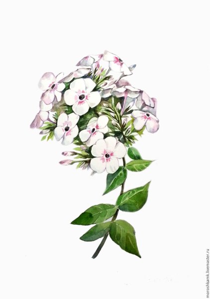 Флоксы Ботаническая иллюстрация