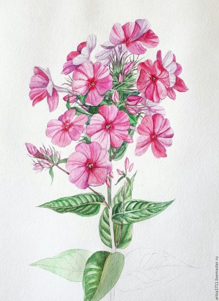 Флоксы на белом фоне акварель