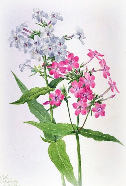 Флокс Ботанический рисунок