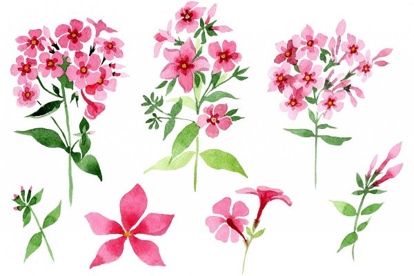 Цветы акварель Анастасии Бесединой