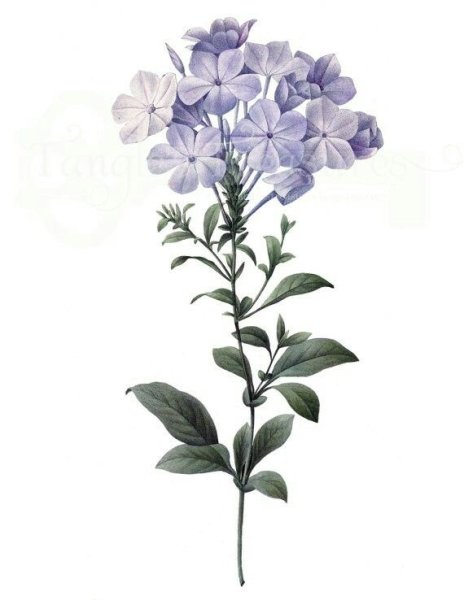 Раскраска хохлатка первоцвет