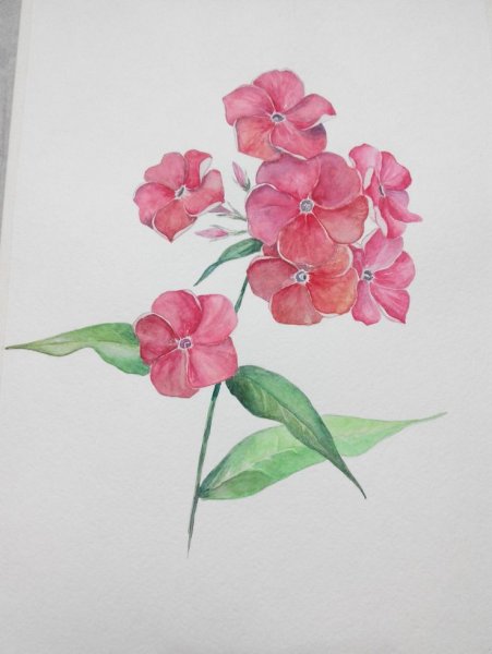 Флоксы акварельный фонватерколор