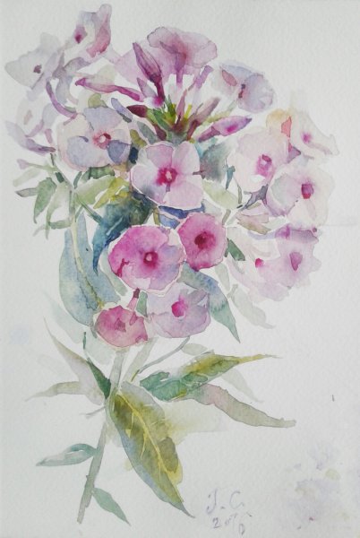 Флокс метельчатый Ботанический рисунок