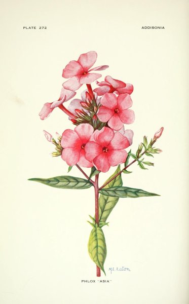 Цветки мальвы