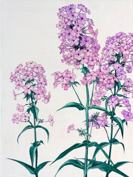 Флоксы строение