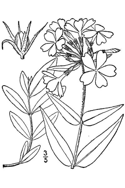 Флокс метельчатый рисунок карандашом
