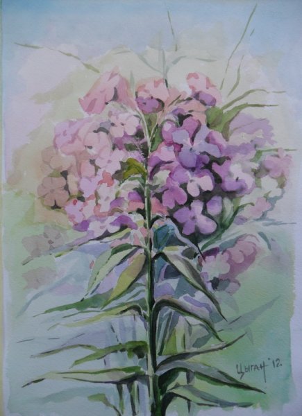 Флоксы цветы