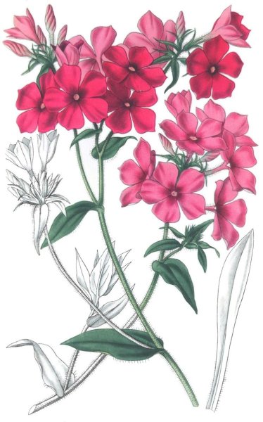 Флоксы акварелью