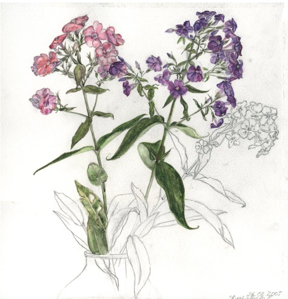 Флокс Сибирский иллюстрация