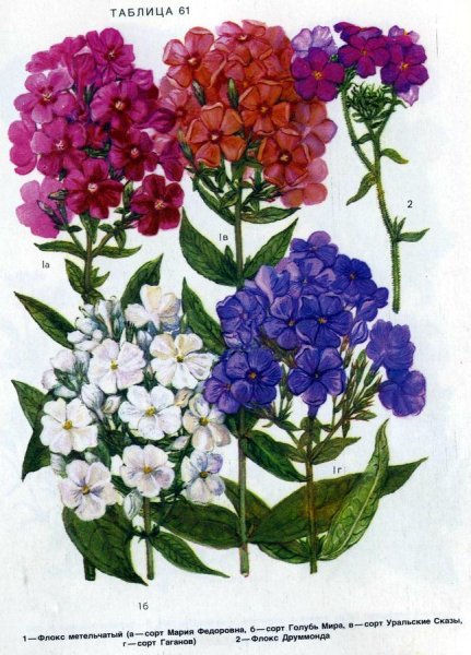 Карандашом цветы Флоксы