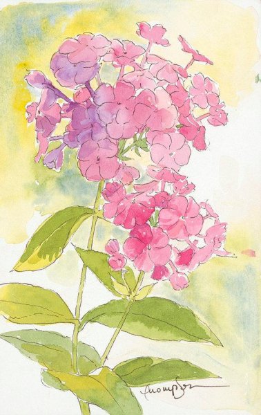 Флоксы акварелью Сергей Андрияка