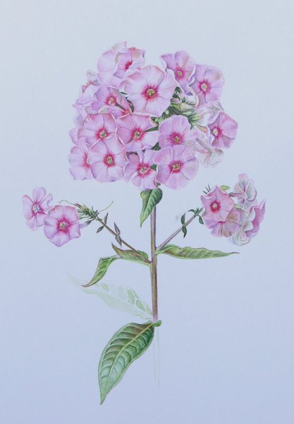 Флоксы акварелью