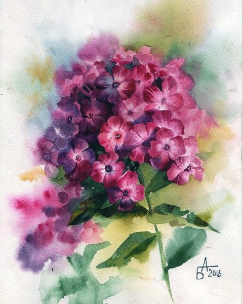 Акварель Ватерколор Флоксы