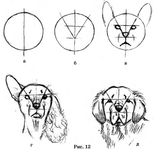Построение головы собаки