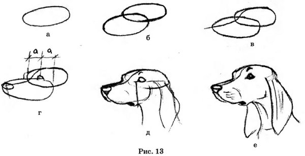 Поэтапное рисование морды собаки
