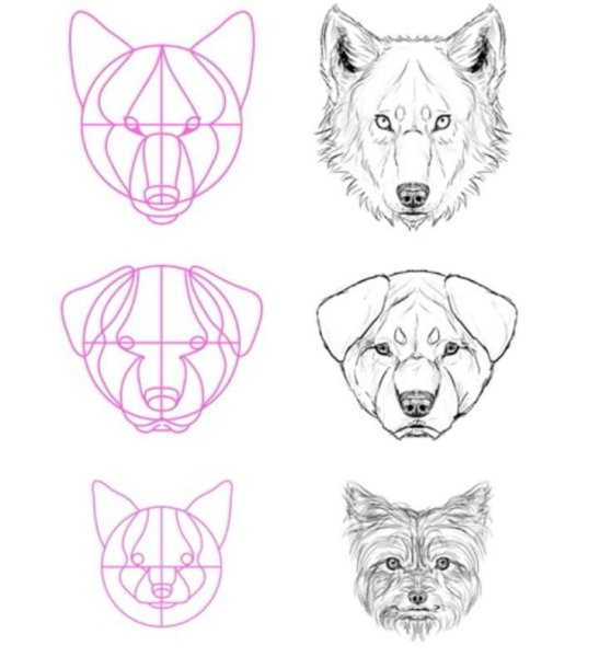 Морды животных карандашом