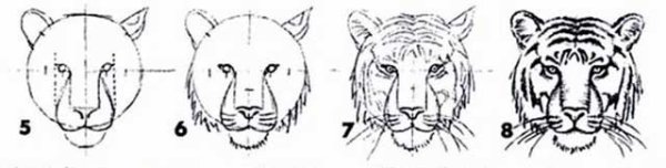 Морда тигра пропорции