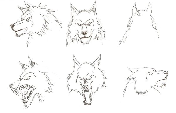 Поэтапное рисование волка
