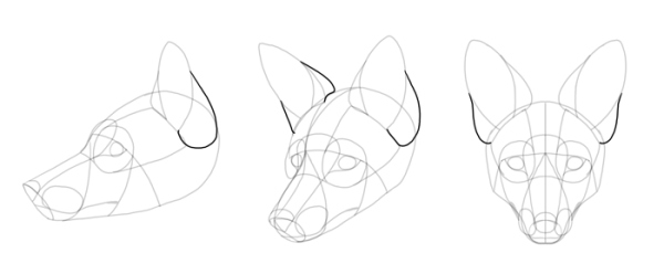 Анатомия головы лисы